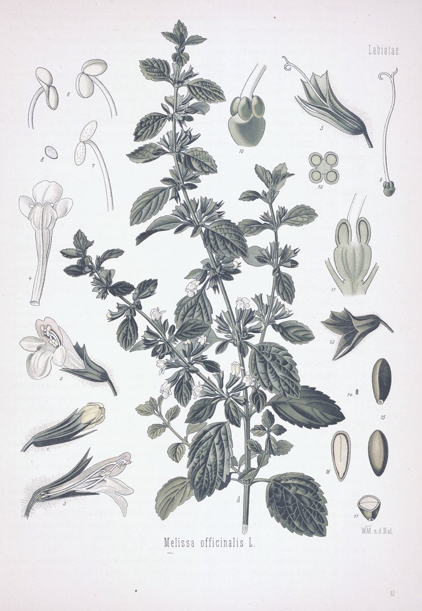 Мелисса лекарственная (Melissa officinalis), лист из «Лекарственных растений Кёлера». Франц Ойген Кёлер и др